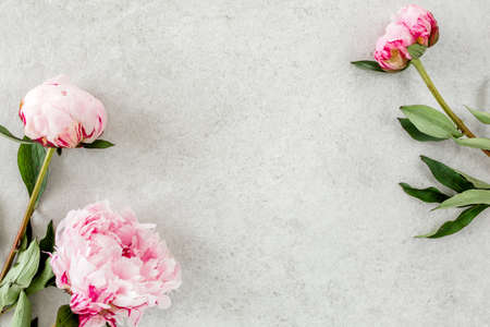 Beautiful pink peony flowers on gray stone table with copy space for your text. Flat style, top viewの写真素材