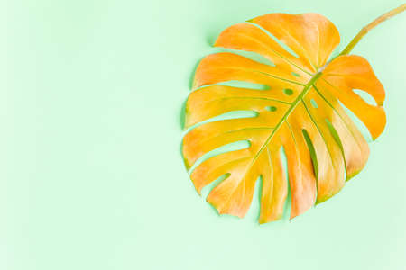 Tropical yellow palm leaf Monstera on green background. Flat lay, top viewの写真素材
