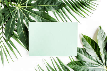 Tropical palm leaves Aralia, paper blank isolated on white background. Tropical nature concept.