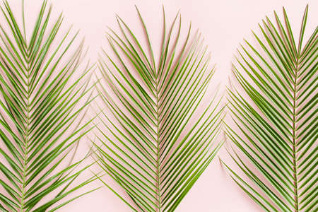 Tropical palm leaves on pink background. Flat lay, top view minimal concept.の写真素材
