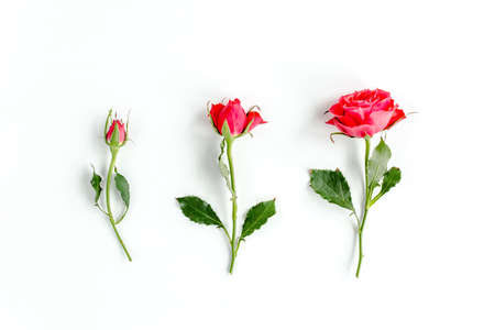 Red rose on white background. Minimal spring floral pattern. Flat lay, top view.の写真素材