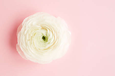 Bud buttercup flowers ranunculus isolated on pink backgroundの写真素材