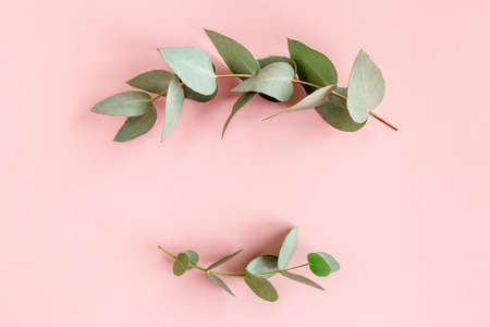 Frame borders made of eucalyptus leaves on pink background. Flat lay, top view. floral conceptの写真素材
