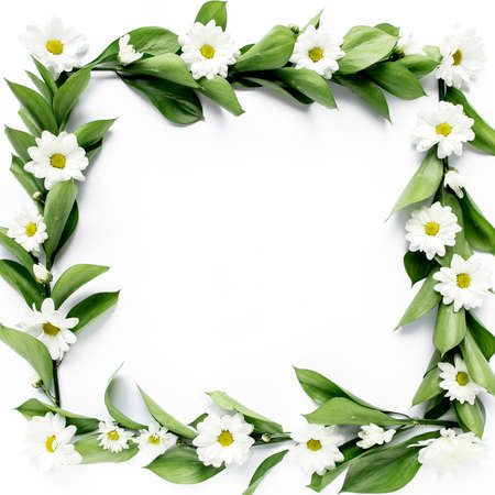frame with green leaves and branches of chamomiles, chrysanthemum isolated on white background. lay...