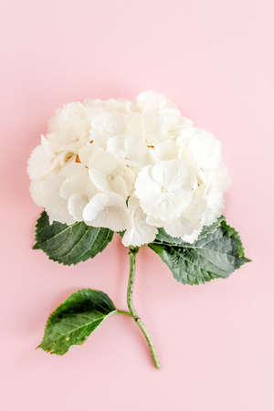 Beautiful, white hydrangea flower on pink background. Floral concept. Flat lay, top view.