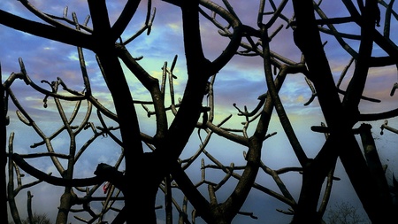 Tree branches in the morningの素材