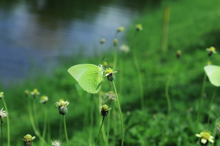 Butterflies and Flowersの写真素材