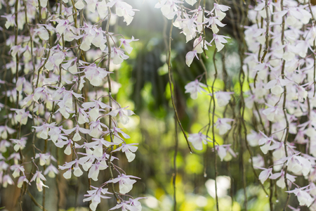 Dendrobium aphyllumの写真素材