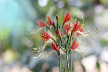 Phaedranassa spp.の写真素材