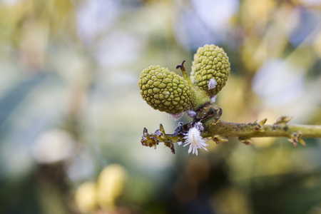 Coccidae in Longanの写真素材
