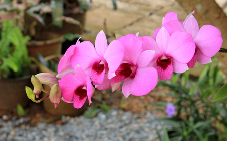 Purple orchids Natural green backgroundの写真素材