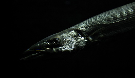 Scary mysterious Baracudaの写真素材