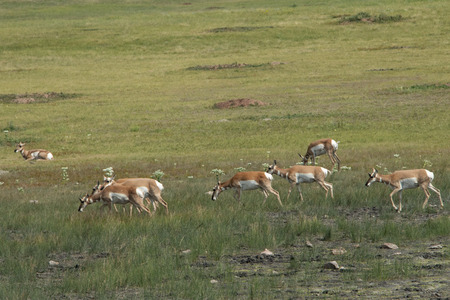 Wild antelope stepping through grasslandの写真素材