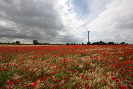 Cloudy day above a poppy fieldの写真素材