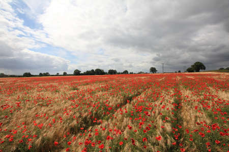 Field of Corn and Poppiesの写真素材