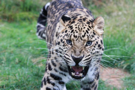 Growling Leopardの写真素材