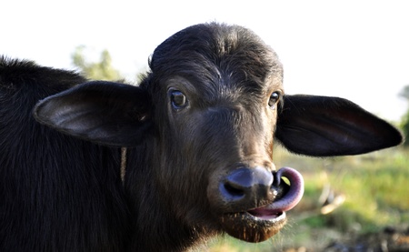 A playful calf at a dairy farm in Indiaの写真素材