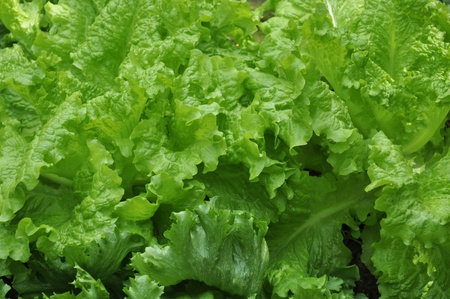 Fresh Lettuceの写真素材