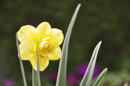 A Beautiful Daffodil in Springの写真素材
