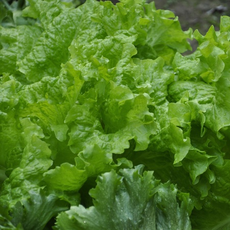 Fresh leaves of a lettuce plantの写真素材