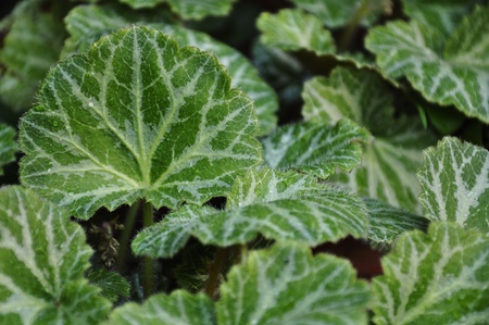 The beautiful leaves of a strawberry geranium plantの写真素材