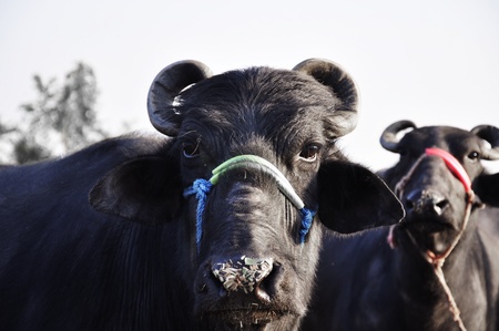 Buffaloes at a dairy farm in Indiaの写真素材