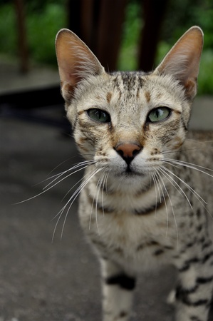 Mountain Catの写真素材