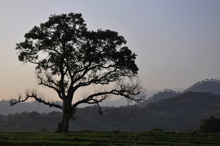 A Beautiful Tree in Green Spaces on a Summer Eveningの写真素材