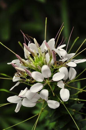 A Beautiful white flower in bloomの写真素材