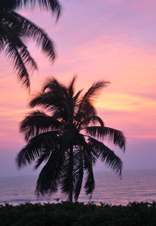 The silhouette of a palm tree on a windy evening in Sri Lankaの写真素材