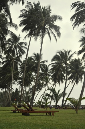 Sunbeds surrounded by Palm Trees on a cloudy day in Sri Lankaの写真素材