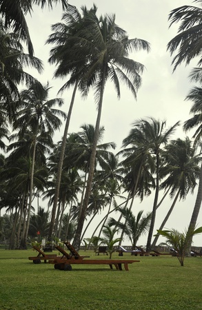 Sunbeds surrounded by Palm Trees on a cloudy day in Sri Lankaの写真素材