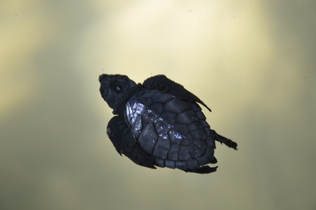 An olive ridley baby turtle at a Turtle Hatchery in Sri Lankaの写真素材