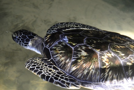 A Green Sea Turtle at a Turtle Hatchery in Sri Lankaの写真素材