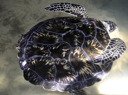 A Green Sea Turtle at a Turtle Hatchery in Sri Lanka