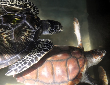 Two Green Sea Turtles at a Turtle Hatchery in Sri Lankaの写真素材