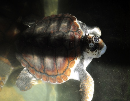 A Green Sea Turtle at a Turtle Hatchery in Sri Lankaの写真素材