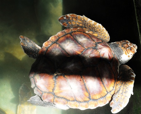 A Green Sea Turtle at a Turtle Hatchery in Sri Lankaの写真素材