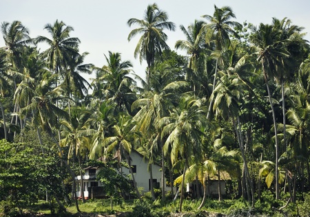 The view of a house surrounded by palm trees in Sri Lankaの写真素材