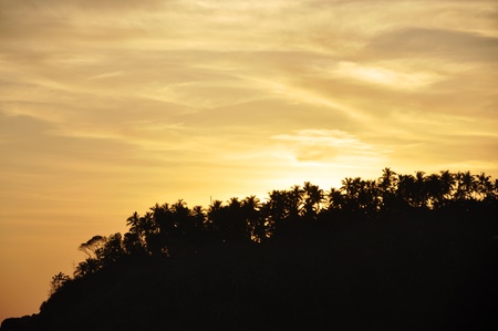 Silhouettes of Palm Trees against a dramatic sky at Sunsetの写真素材