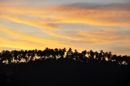 Silhouettes of Palm Trees at a Beautiful Sunsetの写真素材