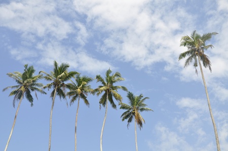 Palm trees against a beautiful clear skyの写真素材