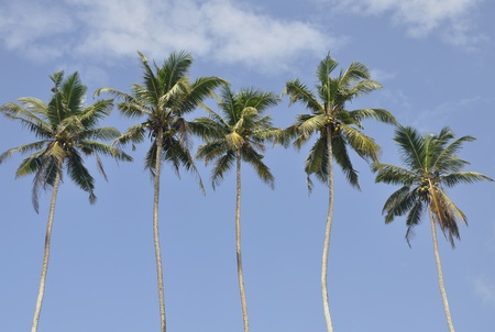 Palm trees against a beautiful clear skyの写真素材