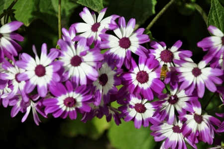 A Bee on a Purple Cineraria, Senecio hybridusの写真素材