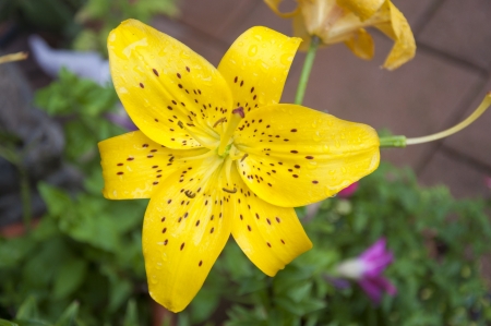 A Yellow Tiger Lily in the Gardenの写真素材