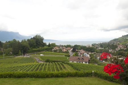 Houses amidst vineyards in Vevey, Switzerlandの写真素材