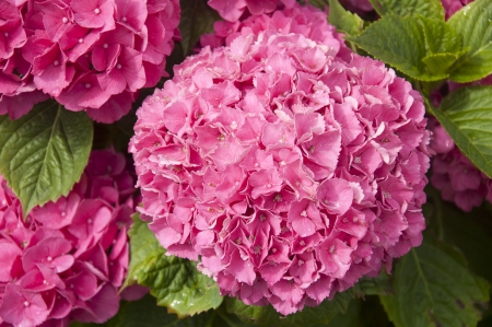 Hydrangeaの写真素材