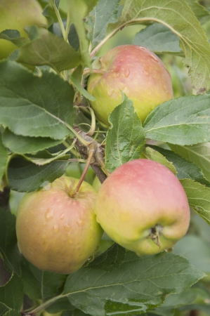 Apples growing in the garden の写真素材