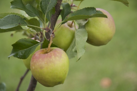 Apples growing in the garden の写真素材