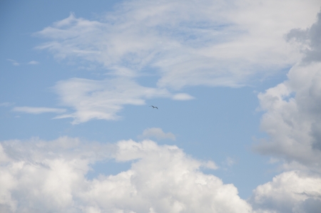 A Ring-billed Gull against a beautiful skyの写真素材